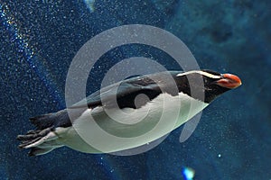 Swimming Penguin