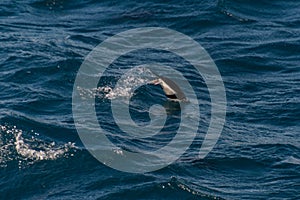 Swimming penguin in Antarctic sea.