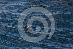 Swimming penguin in Antarctic sea.