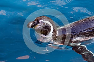 Swimming Penguin - Humboldt penguin Spheniscus humboldti.Close up