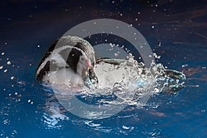 Swimming Penguin - Humboldt penguin Spheniscus humboldti.Close up