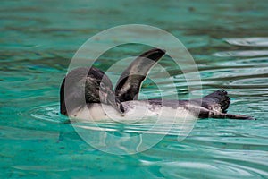 Swimming Penguin in London Zoo