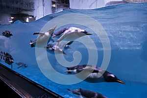 Swimming penguin underwater