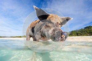 Swimming pig on Exuma island