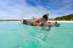 Swimming pig on Exuma island