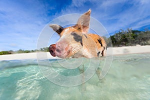 Swimming piglet on Exuma island