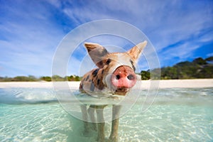 Swimming pigs of Exuma