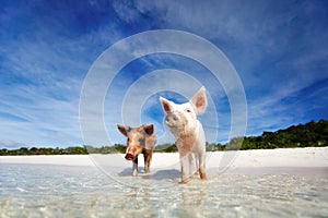 Swimming pigs of Exuma