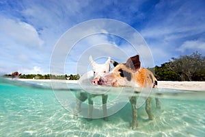 Swimming pigs of Exuma