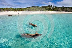 Swimming pigs of Exuma