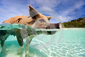 Swimming pigs of Exumas