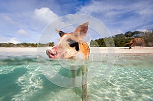 Swimming pigs of Exumas