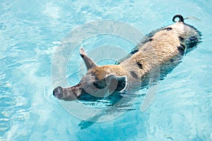 Swimming pigs of Exumas