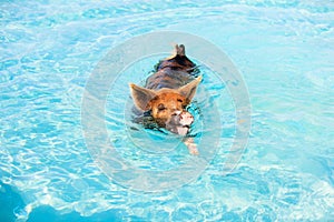 Swimming pigs of Exumas