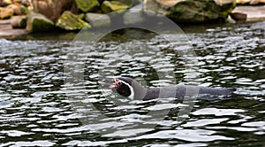 Swimming pinguin