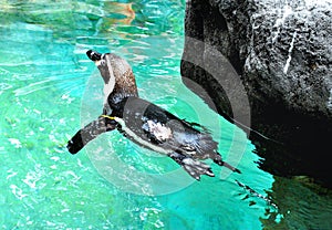 Swimming pinguin
