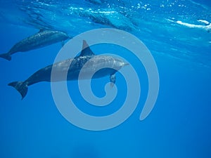 Swimming with pod of dolphins in the wild at Dolphin house Sataya reef