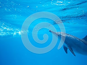 Swimming with pod of dolphins in the wild at Dolphin house Sataya reef