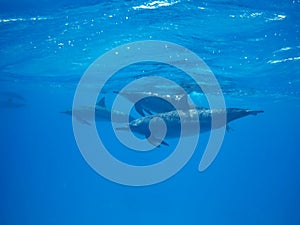 Swimming with pod of dolphins in the wild at Dolphin house Sataya reef