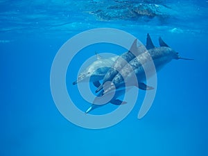 Swimming with pod of dolphins in the wild at Dolphin house Sataya reef