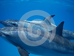 Swimming with pod of dolphins in the wild at Dolphin house Sataya reef