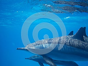 Swimming with pod of dolphins in the wild at Dolphin house Sataya reef