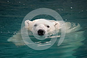 Swimming polar bear 2