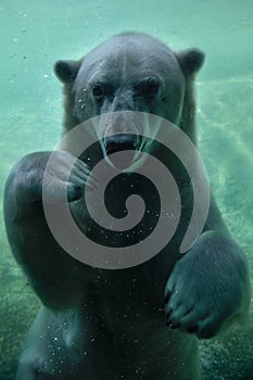 Swimming Polar Bear Close Up Vertical Underwater