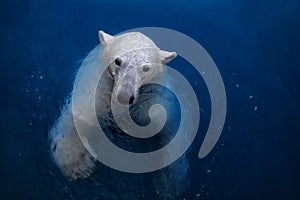 Swimming polar bear, white bear in water