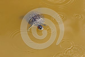 Swimming pond slider Trachemys scripta