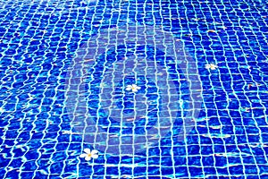 Swimming pool blue water surface background, floating plumeria frangipani flowers, summer holidays, vacation, spa relax, beauty