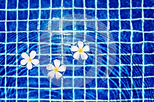 Swimming pool blue water surface background, floating plumeria frangipani flowers, summer holidays, vacation, spa relax, beauty