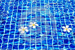 Swimming pool blue water surface background, floating white plumeria frangipani flowers, poolside, summer holidays, vacation