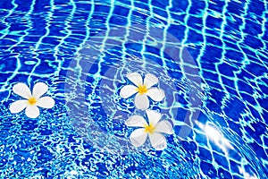 Swimming pool blue water surface background, floating white plumeria frangipani flowers, poolside, summer holidays, vacation