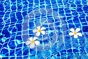 Swimming pool blue water surface background, floating white plumeria frangipani flowers, poolside, summer holidays, vacation