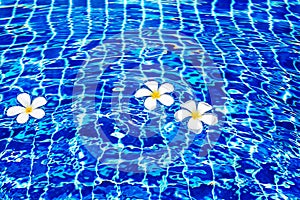 Swimming pool blue water surface background, floating white plumeria frangipani flowers, poolside, summer holidays, vacation