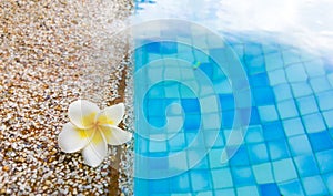 Swimming pool in clubhouse with flower
