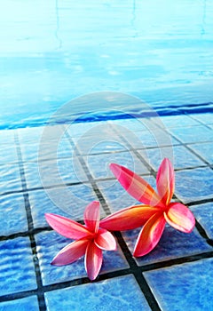Swimming pool and flowers, tropical resorts hotel
