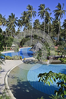 Swimming pool and palm trees.