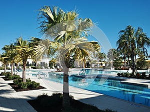 Swimming Pool, Palm Trees, and Florida Sunshine