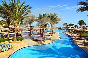 Swimming pool with palm trees