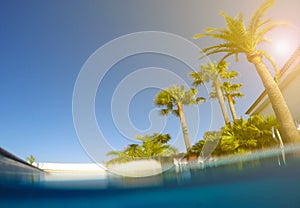 Swimming pool, palm trees and sunny blue sky