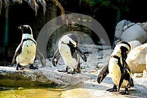 Swimming Pool Penguen, Animals