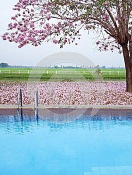 Swimming pool and pink trumpet tree flower