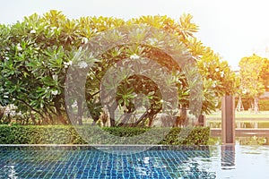 Swimming pool beside temple trees with effect of light
