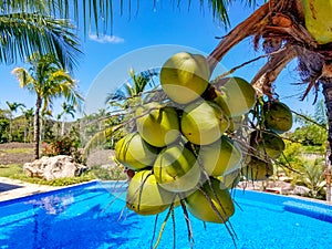 A swimming pool in a tropical garden in Sosua photo