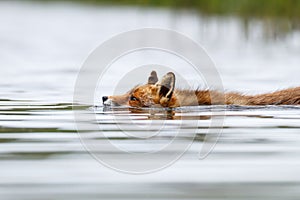 Swimming red fox photo