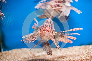 Swimming red lionfish. Pterois miles. dangerous, extraordinary, poisonous ocean fish. blue background. soft focus