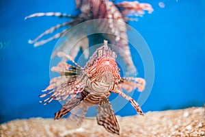 Swimming red lionfish. Pterois miles. dangerous, extraordinary, poisonous ocean fish. blue background. soft focus