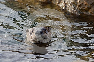 Swimming river otter faces camera, head out of the water